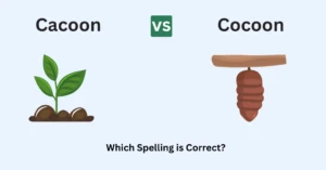 Cacoon vs Cocoon Which Spelling is Correct